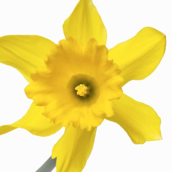 Meet your Posher, Marilyn - Picture 1 of 1